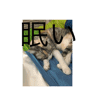 あさがおい（個別スタンプ：1）