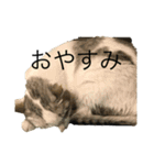 あさがおい（個別スタンプ：2）