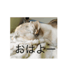 あさがおい（個別スタンプ：3）