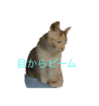 あさがおい（個別スタンプ：7）
