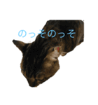 あさがおい（個別スタンプ：9）