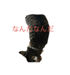 あさがおい（個別スタンプ：11）