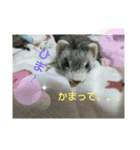 フェレット みんと（個別スタンプ：2）