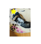 フェレット みんと（個別スタンプ：3）
