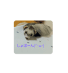 フェレット みんと（個別スタンプ：7）