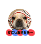 バムちゃん 2（個別スタンプ：4）