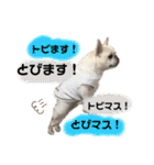 バムちゃん 2（個別スタンプ：12）
