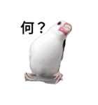 文鳥Wセット（個別スタンプ：1）
