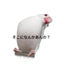 文鳥Wセット（個別スタンプ：2）