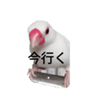 文鳥Wセット（個別スタンプ：3）