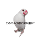 文鳥Wセット（個別スタンプ：5）