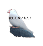 文鳥Wセット（個別スタンプ：9）