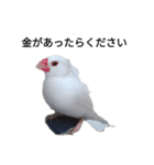 文鳥Wセット（個別スタンプ：10）