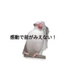 文鳥Wセット（個別スタンプ：11）