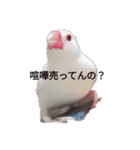 文鳥Wセット（個別スタンプ：12）