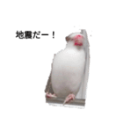 文鳥Wセット（個別スタンプ：13）