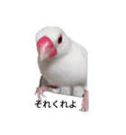 文鳥Wセット（個別スタンプ：15）