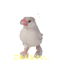 文鳥Wセット（個別スタンプ：17）