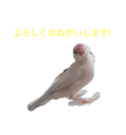 文鳥Wセット（個別スタンプ：19）