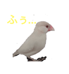 文鳥Wセット（個別スタンプ：21）
