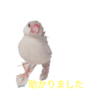 文鳥Wセット（個別スタンプ：22）