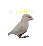 文鳥Wセット（個別スタンプ：23）