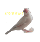 文鳥Wセット（個別スタンプ：25）