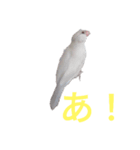 文鳥Wセット（個別スタンプ：26）