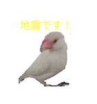 文鳥Wセット（個別スタンプ：27）