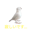 文鳥Wセット（個別スタンプ：28）