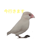 文鳥Wセット（個別スタンプ：29）
