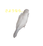 文鳥Wセット（個別スタンプ：30）