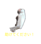 文鳥Wセット（個別スタンプ：31）