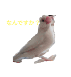 文鳥Wセット（個別スタンプ：32）