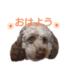 こはく君の癒し（個別スタンプ：4）