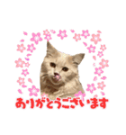 あとら＆よんスタンプ（個別スタンプ：31）