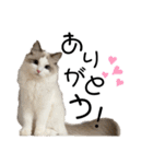 いたずら坊主のフクとデブ猫まことのコラボ（個別スタンプ：1）