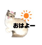 いたずら坊主のフクとデブ猫まことのコラボ（個別スタンプ：3）