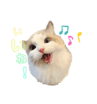 いたずら坊主のフクとデブ猫まことのコラボ（個別スタンプ：5）