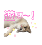 いたずら坊主のフクとデブ猫まことのコラボ（個別スタンプ：6）