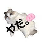 いたずら坊主のフクとデブ猫まことのコラボ（個別スタンプ：7）