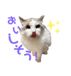 いたずら坊主のフクとデブ猫まことのコラボ（個別スタンプ：8）
