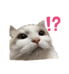 いたずら坊主のフクとデブ猫まことのコラボ（個別スタンプ：10）