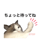 いたずら坊主のフクとデブ猫まことのコラボ（個別スタンプ：11）