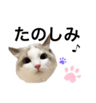 いたずら坊主のフクとデブ猫まことのコラボ（個別スタンプ：12）