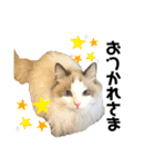 いたずら坊主のフクとデブ猫まことのコラボ（個別スタンプ：14）