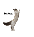 いたずら坊主のフクとデブ猫まことのコラボ（個別スタンプ：15）