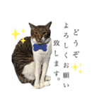 いたずら坊主のフクとデブ猫まことのコラボ（個別スタンプ：16）
