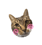 いたずら坊主のフクとデブ猫まことのコラボ（個別スタンプ：17）