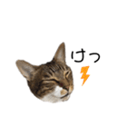 いたずら坊主のフクとデブ猫まことのコラボ（個別スタンプ：18）